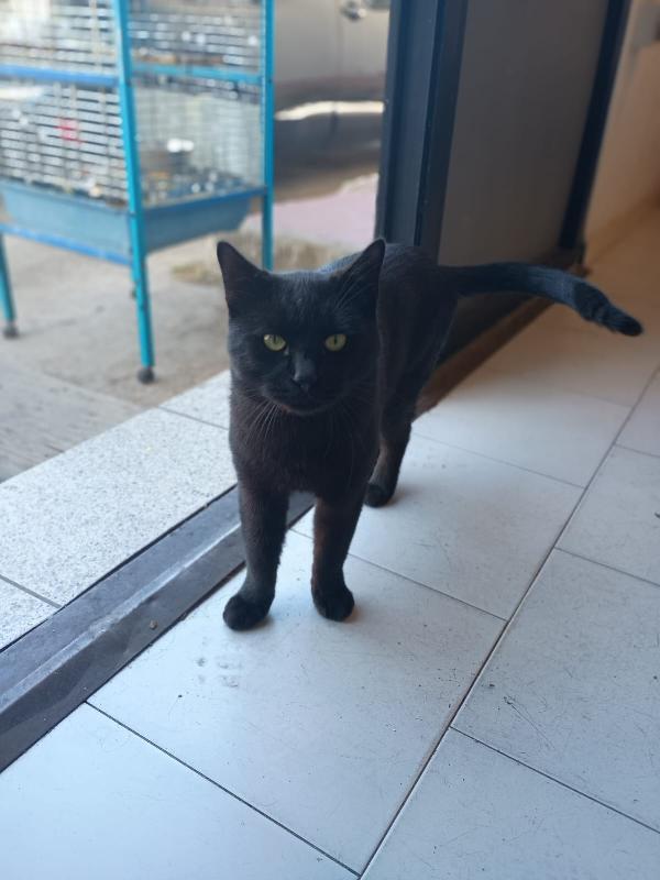 NERONE - gatto di 2 anni Foto 3